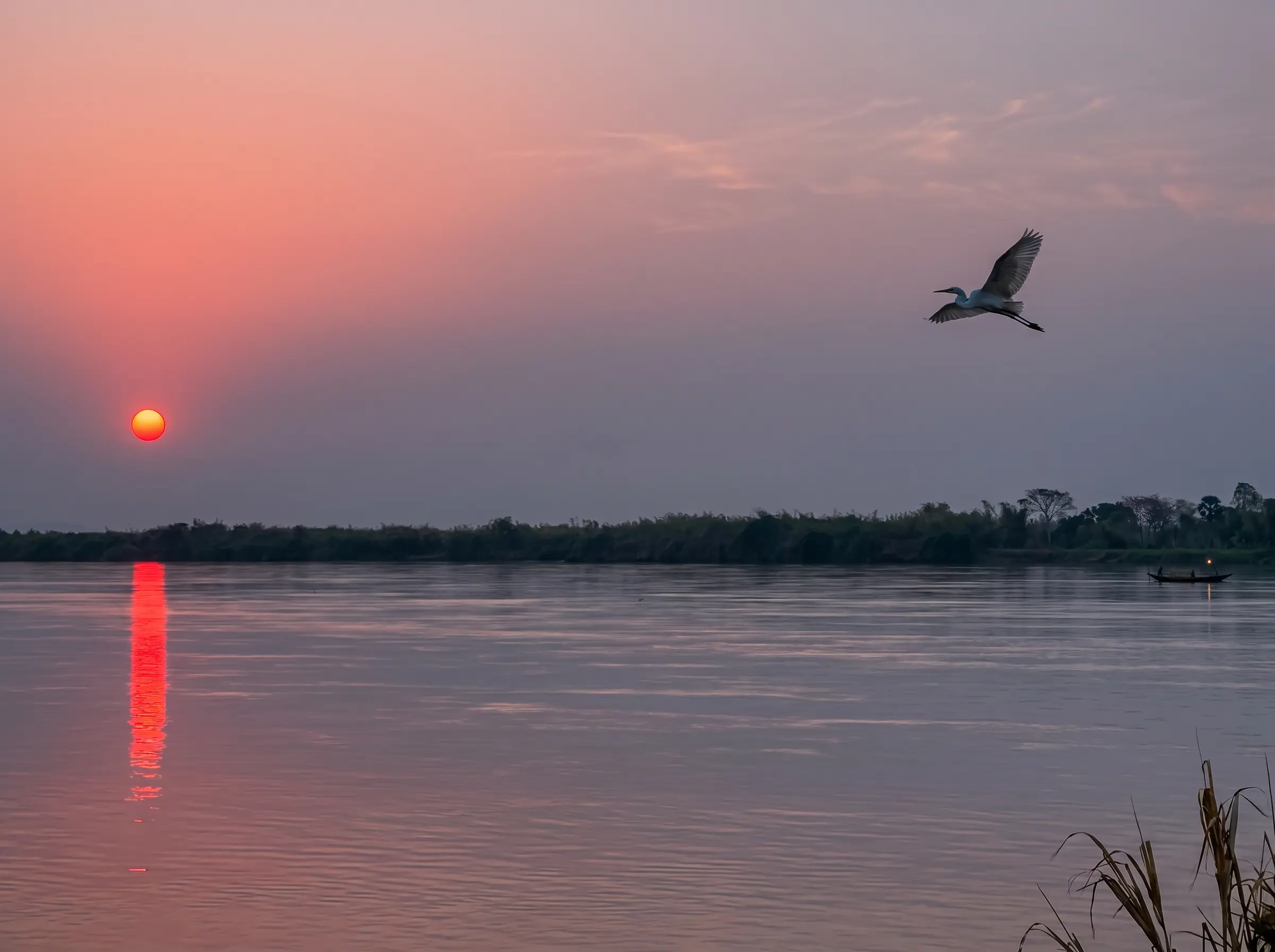 Egret in flight over an African river at sunset